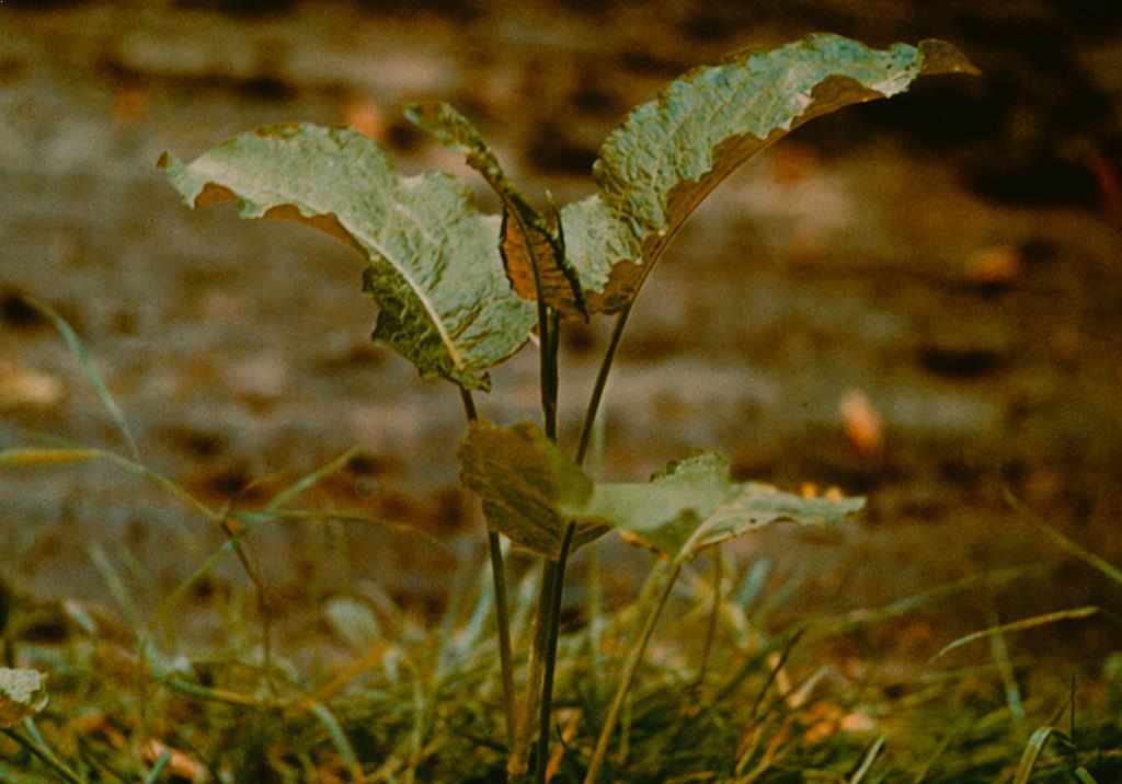 Rumex crépu Dicotylédones vivaces | Syngenta France