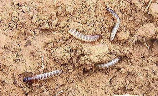 Zabre Insecte Zabre Ravageurs | Syngenta France
